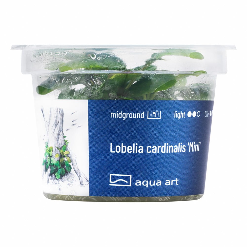 Lobelia cardinalis ’Mini’ Roślina In Vitro Kubek 6cm.jpg